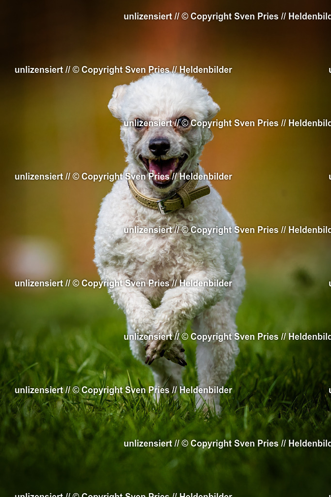 Sven Pries | 2025-04-13 - Hunderennen Baden-Baden - Realisiert mit Pictrs.com