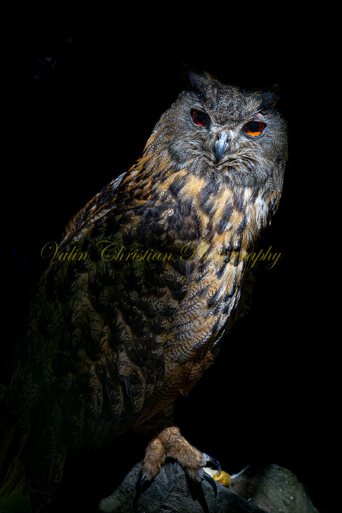 P 89 | Christian Vulin  - Realisiert mit Pictrs.com