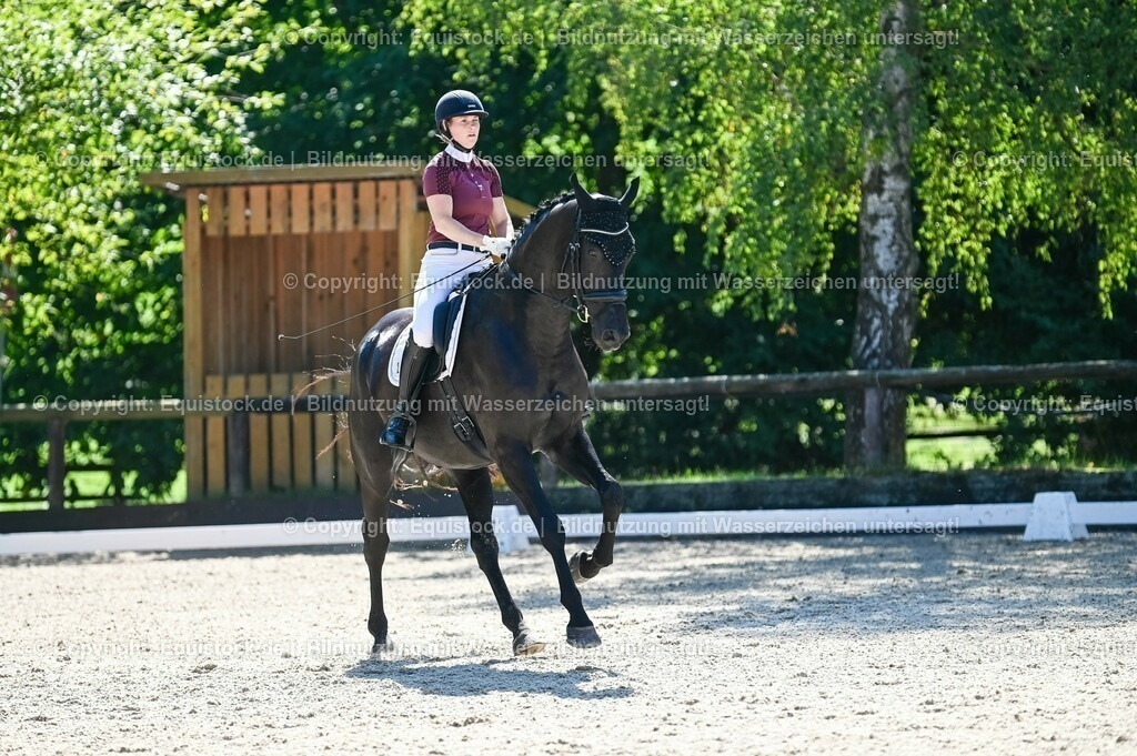 20230908_06_Dressur-L-Trense_0758 | equistock