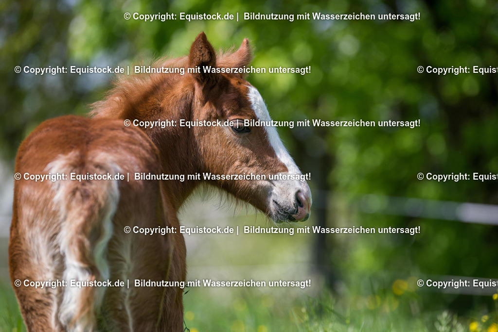 20160504_Fohlen_0052 | Foto: Thomas Hartig