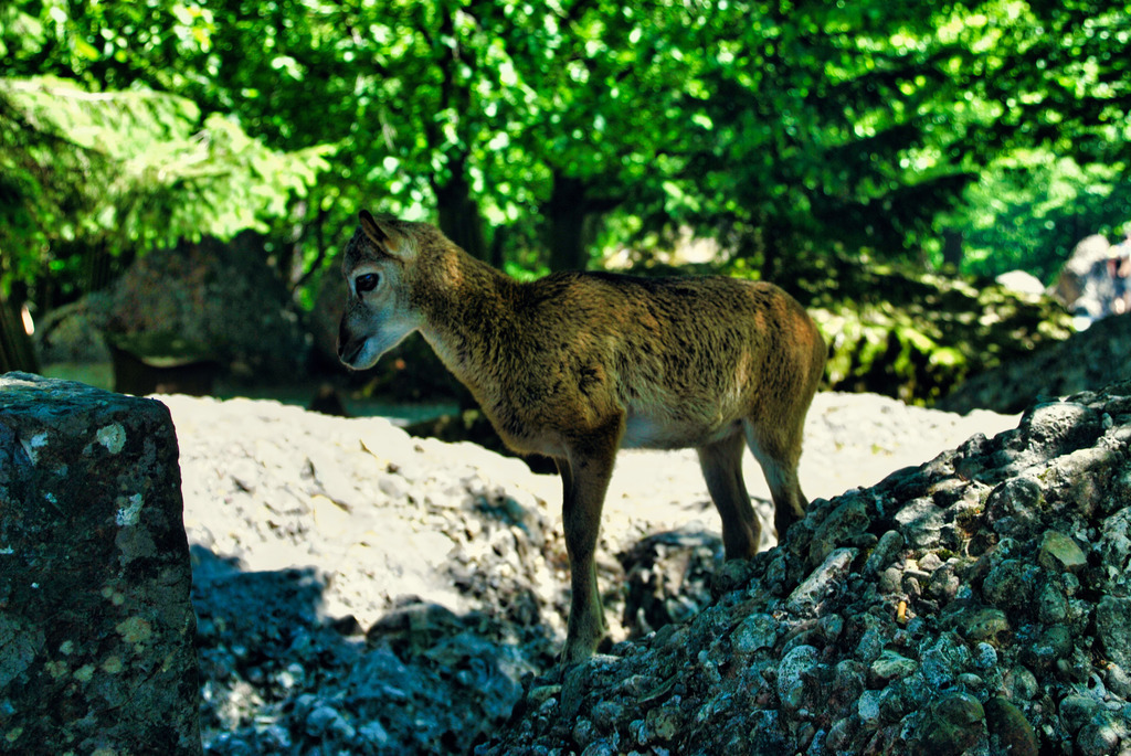 Tiere (17) | Tierfotografie / Haustierfotografie - Realisiert mit Pictrs.com