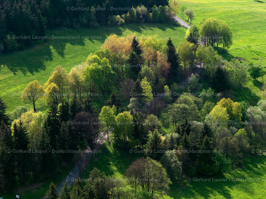 3201768 | frühlingshafte Baumstrukturen bei Oberweißbach
