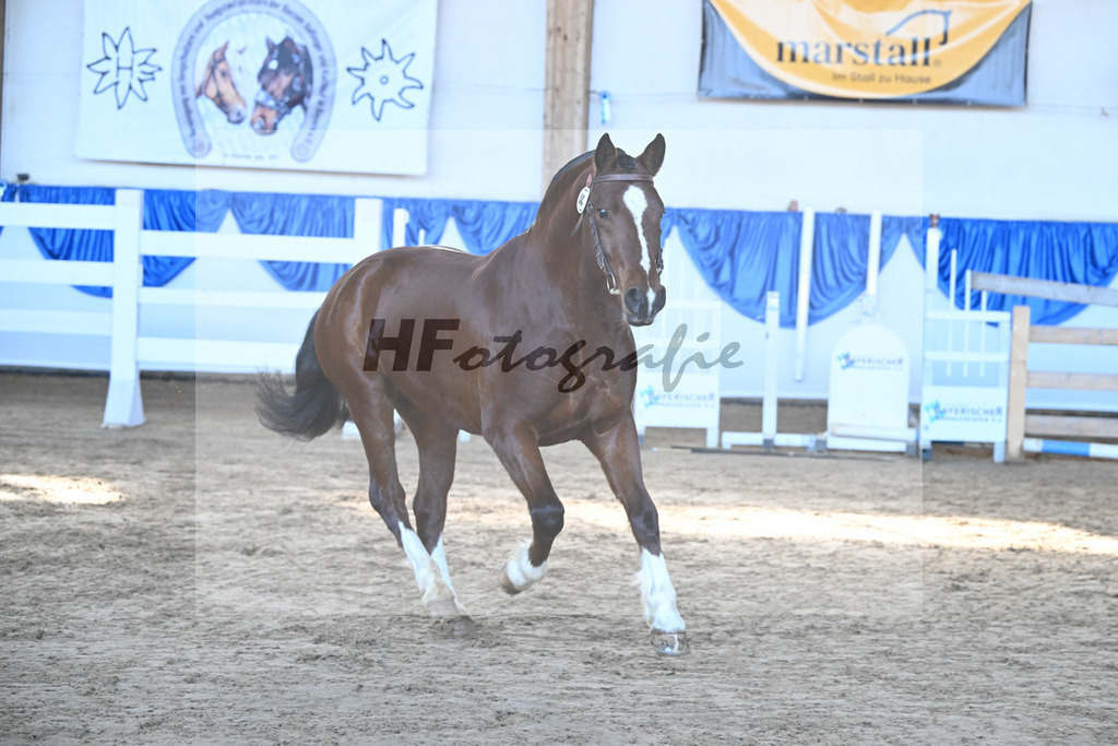 Kat-Nr. 4 Caliente du P tut Fatre v. Capeo_Strasser_9260101 | hf-fotografie - Realisiert mit Pictrs.com