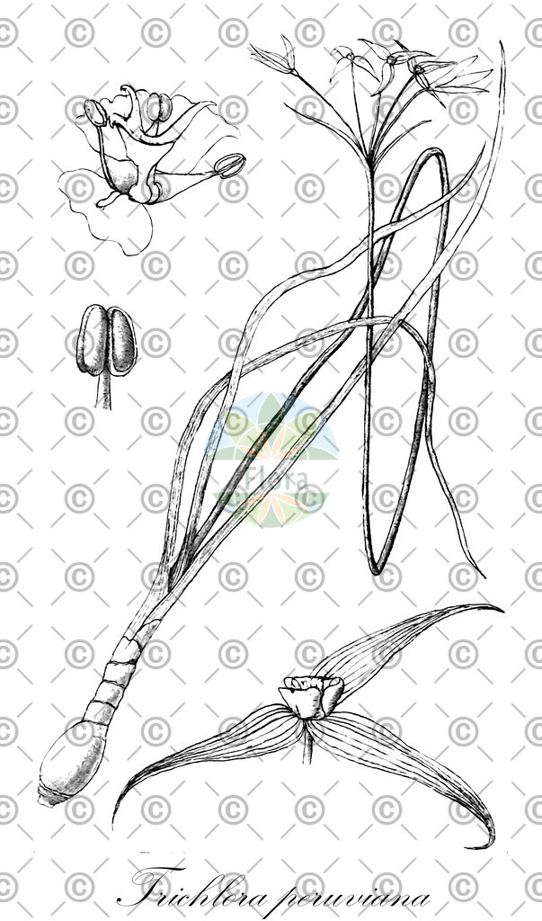 HistAbb_wfo-0001275265_1_ENZY_Simple | Historische Abbildung von Trichlora peruviana - Amaryllidaceae | Historical Illustration of Trichlora peruviana - Amaryllidaceae