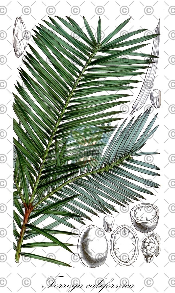 HistAbb_wfo-0001150139_1_ENZY_Simple | Historische Abbildung von Torreya californica - Taxaceae | Historical Illustration of Torreya californica - Taxaceae (california torreya)