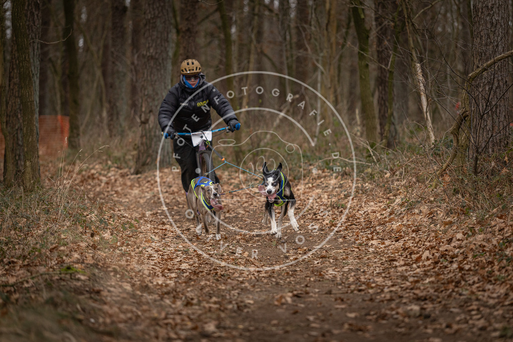 Pfotenfotografie_DV3A6672 | Hundefotografie, Tierfotograf, Pfotenfotografie, Fotoshooting Hund, Hunde Portrait, Hundesport, Hundeportraits, Heideshooting, Hunde, Sportfotograf, Hundefotograf, Turnierhundsport, THS,  - Realisiert mit Pictrs.com