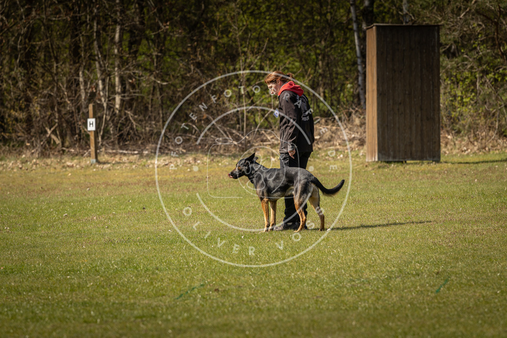 Pfotenfotografie_DV3A0956 | Hundefotografie, Tierfotograf, Pfotenfotografie, Fotoshooting Hund, Hunde Portrait, Hundesport, Hundeportraits, Heideshooting, Hunde, Sportfotograf, Hundefotograf, Turnierhundsport, THS,  - Realisiert mit Pictrs.com