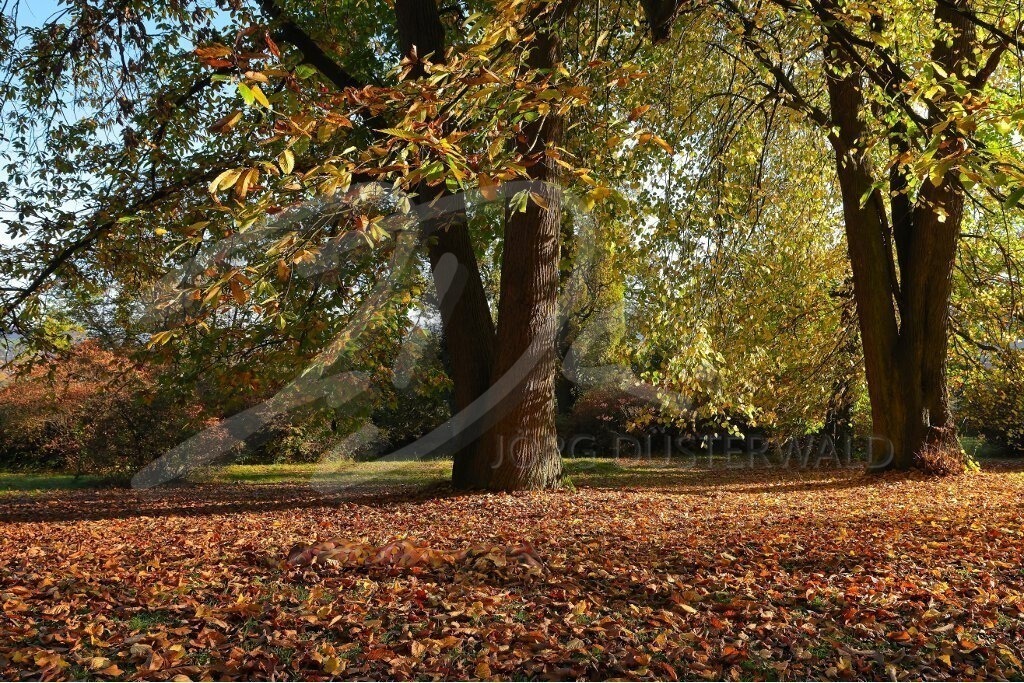 NatureArt-HERBSTLAUB_2770 | Liegend im Herbstlaub | #002 | Modell: Fee | Foto: Andreas Meier - Realisiert mit Pictrs.com