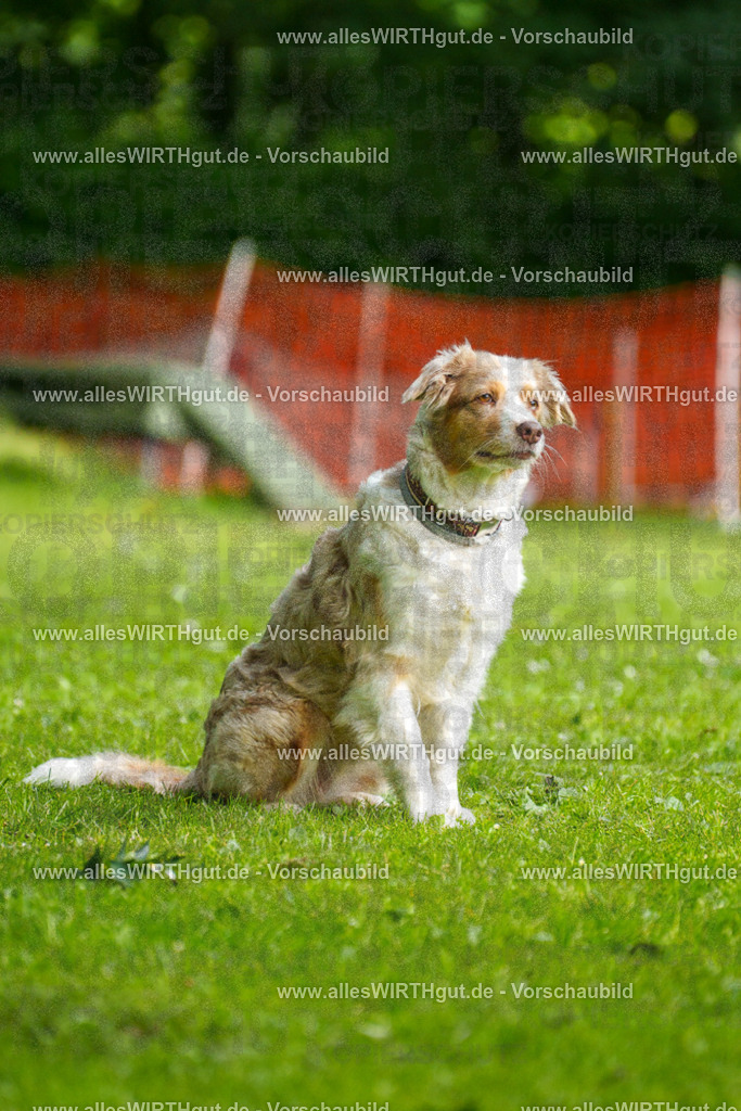 @allesWIRTHgut_Tierfotografie - www.allesWIRTHgut.de - 095951-7R507926 | Professionelle Tierfotografie in Mönchengladbach von Daniel Wirth (allesWIRTHgut). Liebevolle & natürliche Bilder von Hunden & Katzen für unvergessliche Erinnerungen.