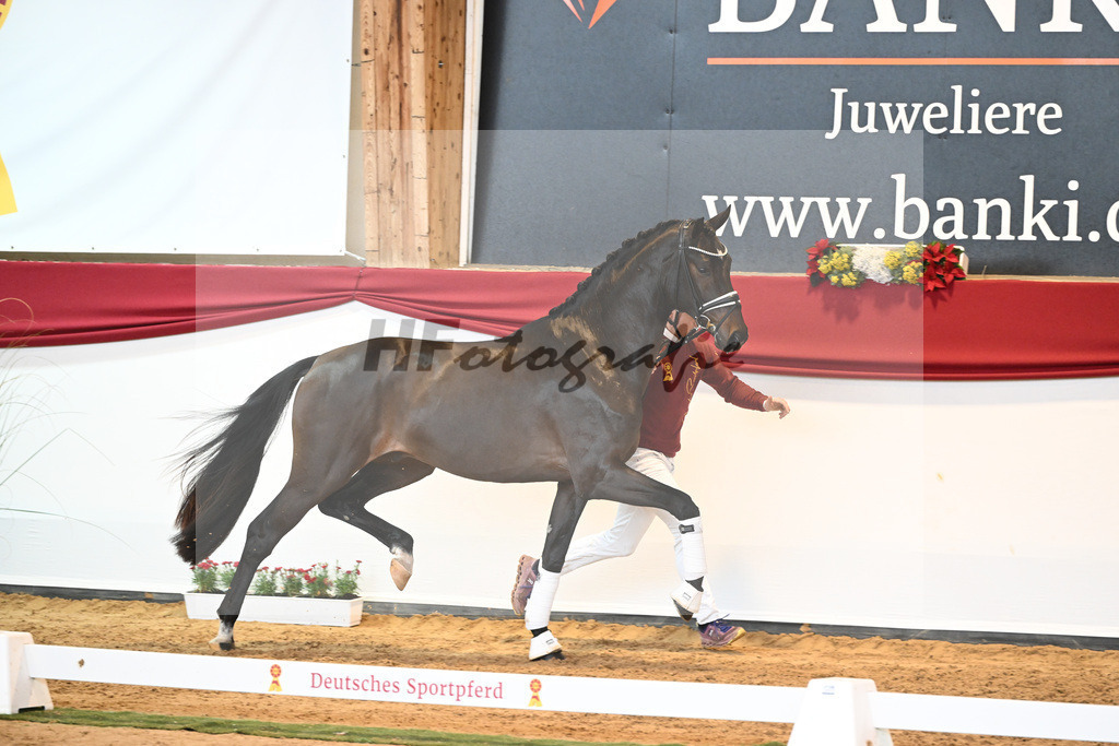 Kat-Nr. 51 Va Bene x Dante Weltino_Bergmann_43230692 | hf-fotografie - Realisiert mit Pictrs.com