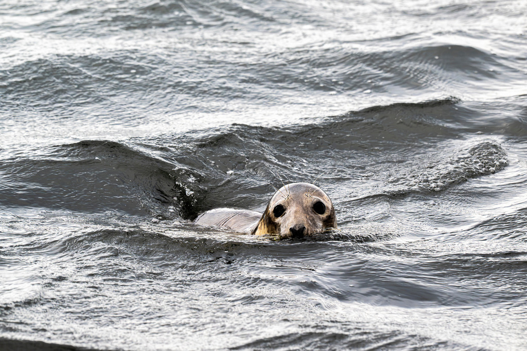 Schwimmende Kegelrobbe vor Texel: Kopf lugt aus den Wellen der Nordsee | Eine Kegelrobbe schwimmt im bewegten Meerwasser vor der niederländischen Insel Texel und streckt ihren Kopf aufmerksam aus den Nordseewellen. Die Nahaufnahme fängt den wachsamen Blick und die glänzenden Augen des Meeressäugers mitten in seinem natürlichen Lebensraum ein. Das Bild eignet sich hervorragend für redaktionelle Berichte über die Tierwelt des Wattenmeers, Artenschutz, marine Ökosysteme, Umweltthemen sowie Nordseetourismus und Naturfotografie in den Niederlanden. - Realisiert mit Pictrs.com
