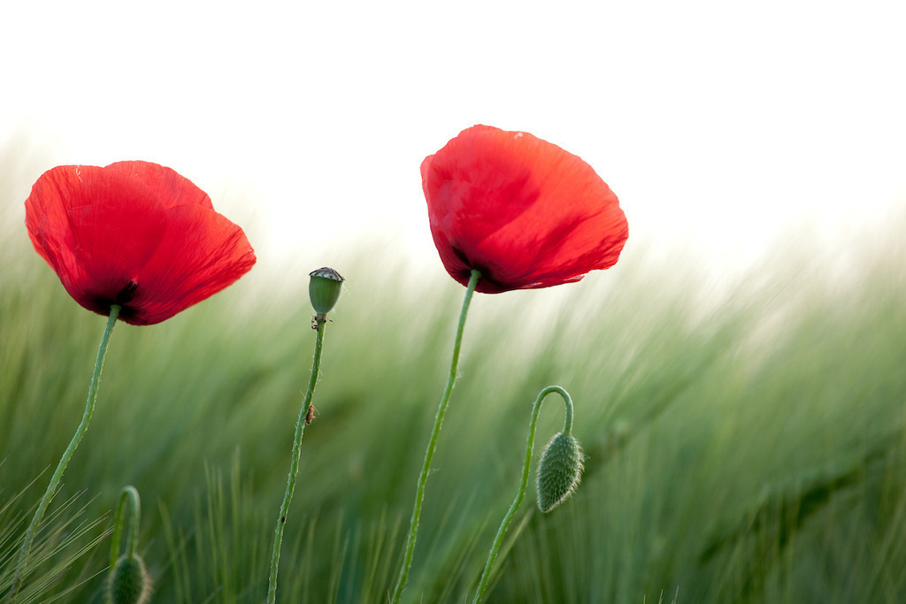 170530-071 | Europa, DEU, Deutschland, NRW, Nordrhein-Westfalen, Niederrhein, Rheinland, Waldfeucht, Naturraum Selfkant, Klatschmohn, Mohn, Mohnbluete, Kategorien und Themen, Natur, Umwelt, Pflanzen, Pflanzenkunde, Botanik, Biologie, Natur, Naturfoto, Naturfotos, Naturfotografie, Naturphoto, Naturphotographie, Landschaft, Landschaften, Landschaftsfoto, Landschaftsfotografie, Landschaftsphoto, Landschaftsphotographie

[Fuer die Nutzung gelten die jeweils gueltigen Allgemeinen Liefer-und Geschaeftsbedingungen. Nutzung nur gegen Verwendungsmeldung und Nachweis. Download der AGB unter http://www.image-box.com oder werden auf Anfrage zugesendet. Freigabe ist vorher erforderlich. Jede Nutzung des Fotos ist honorarpflichtig gemaess derzeit gueltiger MFM Liste - Kontakt, Uwe Schmid-Fotografie, Duisburg, Tel. (+49).2065.677997, ..archiv@image-box.com, www.image-box.com] - Realisiert mit Pictrs.com