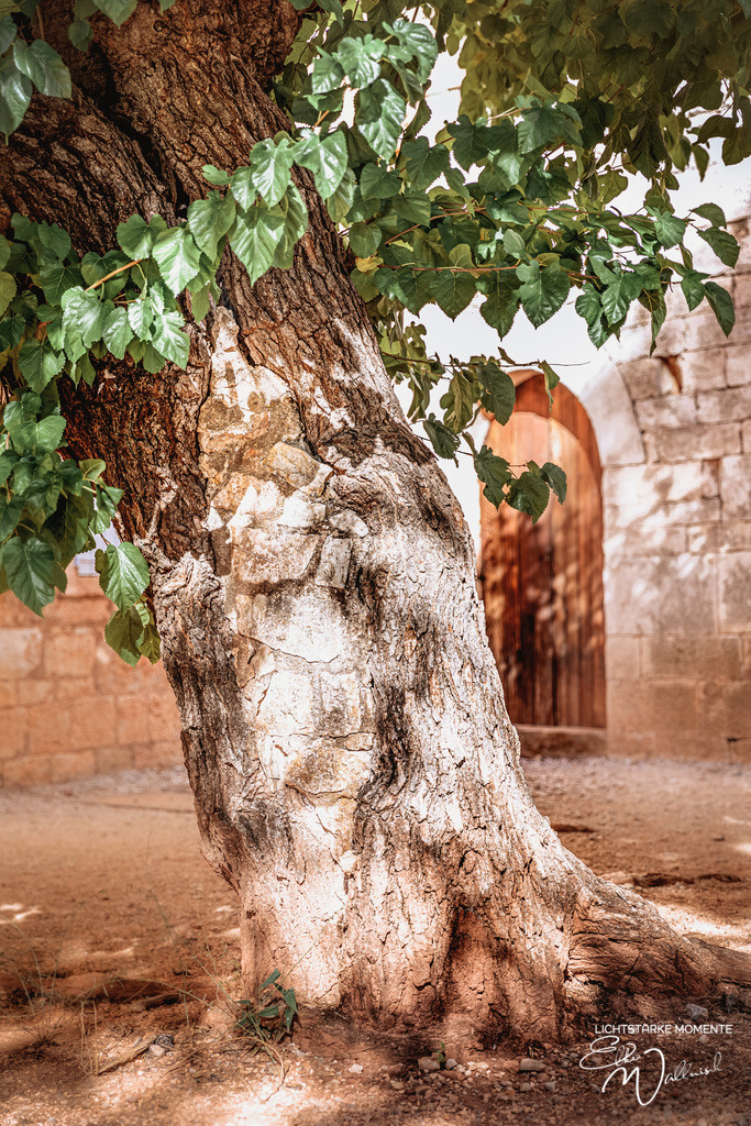 Abbeye du Thoronet | Herzlich willkommen auf meiner Seite! Ich bin Elke Wallnisch, Deine Fotografin für lichtstarke Momente. Der Name steht für alles, was mich mit der Fotografie verbindet: Das Licht und seine machtvolle Wirkung auf eine Situation oder unsere Stimmung - Realisiert mit Pictrs.com