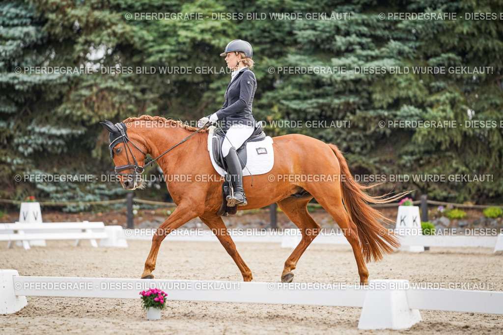 DSC01330 | Pferdegrafie