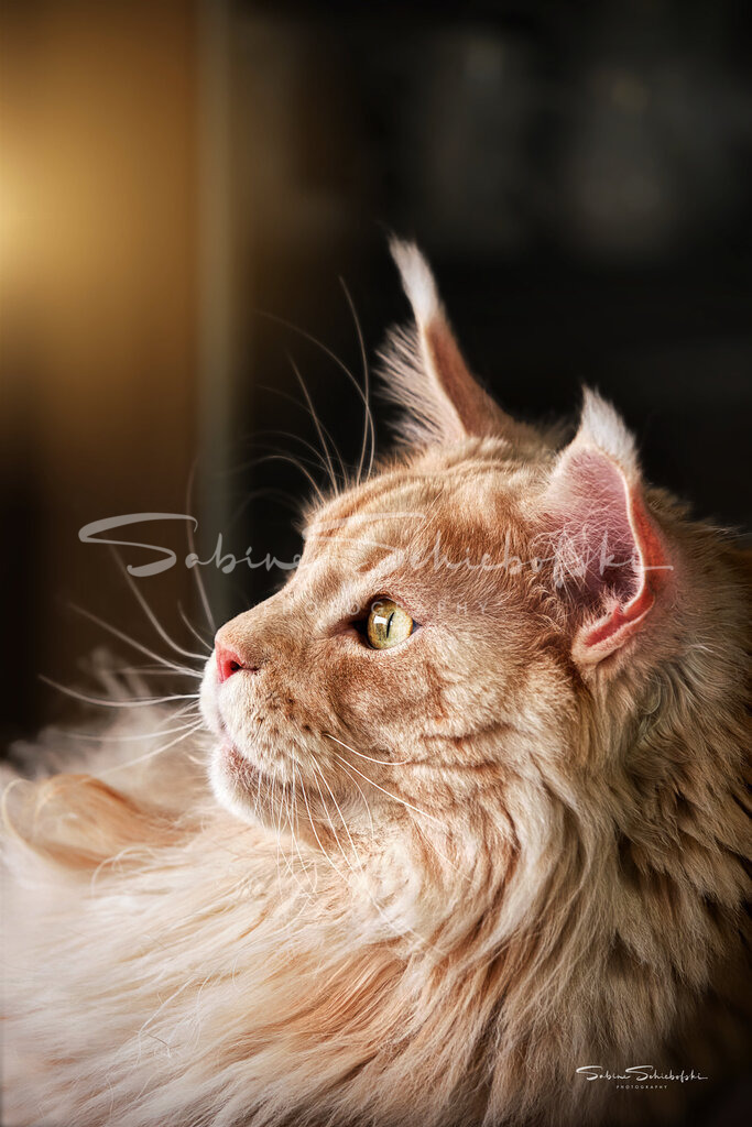 "Tiger" Maine-Coon | Eine rot getigerte Maine-Coon Katze im Profil sieht zum Fenster hinaus - Realisiert mit Pictrs.com