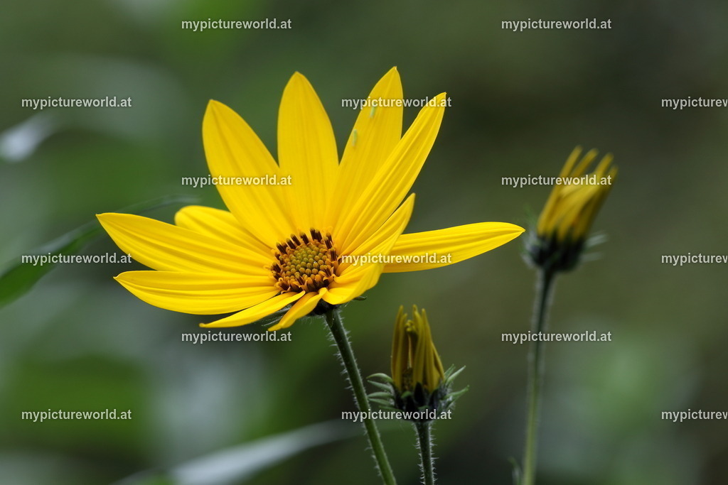 Topinambur-001 | Das Bilderarchiv über Tiere, Planzen und Landschaften. In der Bilddatenbank finden Sie ein große Auswahl an hochwertigen Bilder für Ihre Werbung - Realisiert mit Pictrs.com