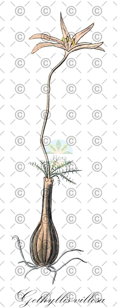 HistAbb_wfo-0000702478_1_ENZY_Simple | Historische Abbildung von Gethyllis villosa - Amaryllidaceae | Historical Illustration of Gethyllis villosa - Amaryllidaceae