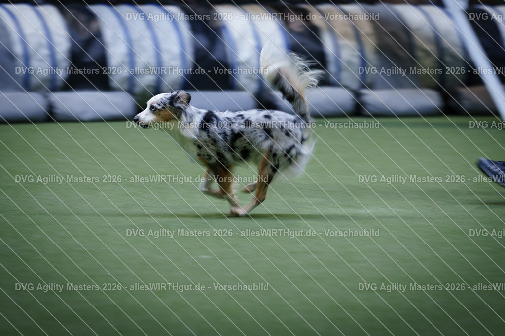 allesWIRTHgut_Tierfotografie-DVG_Agility_Masters_2026-14_40-7R505247 | Professionelle Tierfotografie in Mönchengladbach von Daniel Wirth (allesWIRTHgut). Liebevolle & natürliche Bilder von Hunden & Katzen für unvergessliche Erinnerungen.