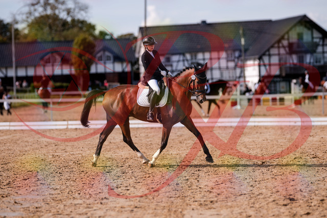 2026_10_03_Siefer-Hof_131844_Z81_66318772 | Professionelle Reitsport-, Turnier- und Eventfotografie von Robert Broda. Galerien mit ausgewählten und bearbeiteten Bildern direkt online ansehen und bestellen.