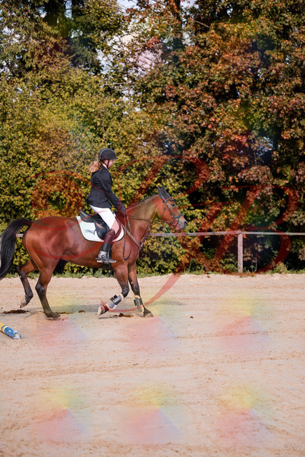 2026_10_03_Siefer-Hof_143437_Z81_02652342 | Professionelle Reitsport-, Turnier- und Eventfotografie von Robert Broda. Galerien mit ausgewählten und bearbeiteten Bildern direkt online ansehen und bestellen.