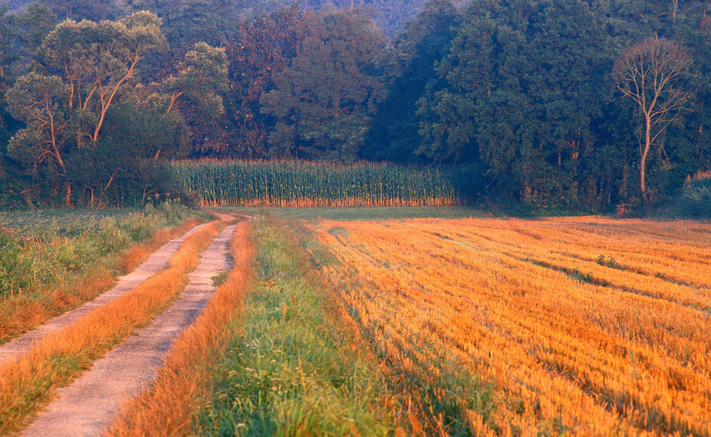 Weg neben Getreidefeld | , Austria: Weg neben Getreidefeld. - Realisiert mit Pictrs.com