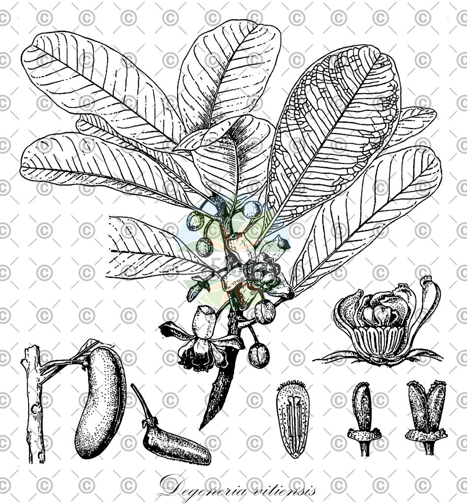 HistAbb_wfo-0000639226_1_ENZY_Simple | Historische Abbildung von Degeneria vitiensis - Degeneriaceae | Historical Illustration of Degeneria vitiensis - Degeneriaceae