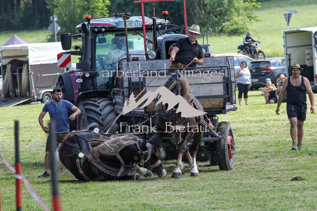 OE7A9470 | Pferd stürzt beim ziehen, bleibt aber unverletzt