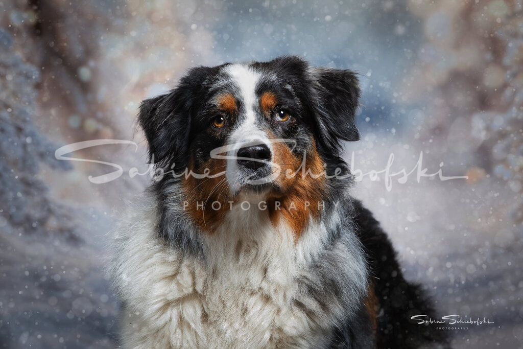 Wenn das Wetter draußen Pause macht, geht’s ins Studio! Model May hat heute den neuen Hintergrund für euch getestet – mit gewohnter Gelassenheit und viel Charme.  | People- und Tierfotografie, Imageaufnahmen, Veranstaltungsfotografie und Wandbilder aus der Natur ★ Made in Germany ✔️ Druck + Downloads ✔️ Naturfotografie in Top Qualität ★ schneller Versand, weltweite Lieferung! - Realisiert mit Pictrs.com