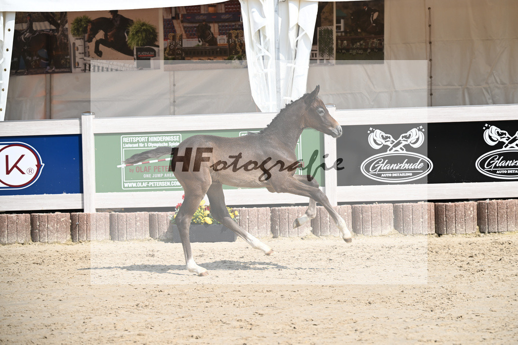 Dia Corrado x Carpalo_HF_Stierle_12250300 | hf-fotografie - Realisiert mit Pictrs.com