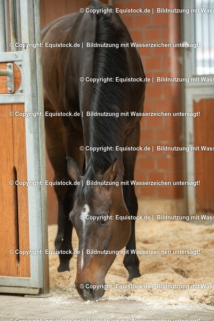 20190409_Einstreu_in_Pferdebox_0033 | Foto: Thomas Hartig