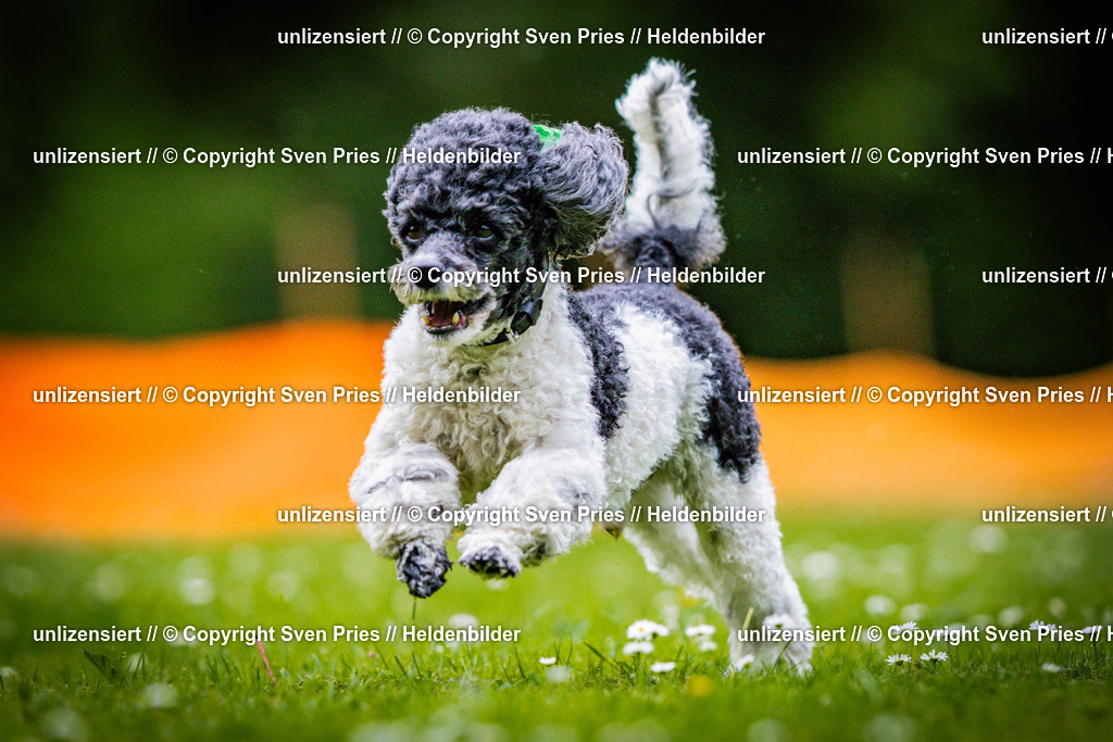 Sven Pries | 2025-05-29 - Pudelrennen KA-Durlach - Realisiert mit Pictrs.com