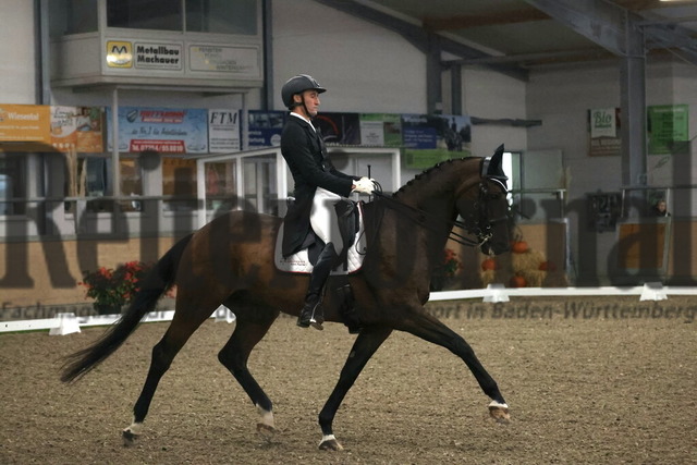 Wiesental_2025_NBM_Prfg.Nr.04_Prix St.Georges_Patric Puscha_Quintero B 3  (4) | Alle Fotos der Reiterjournal Fotografin Doris Matthaes im Reiterjournal Online-Fotoshop. - Realisiert mit Pictrs.com