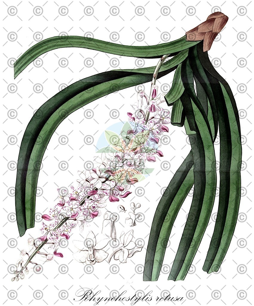HistAbb_wfo-0001230057_1_ENZY_Simple | Historische Abbildung von Rhynchostylis retusa - Orchidaceae | Historical Illustration of Rhynchostylis retusa - Orchidaceae