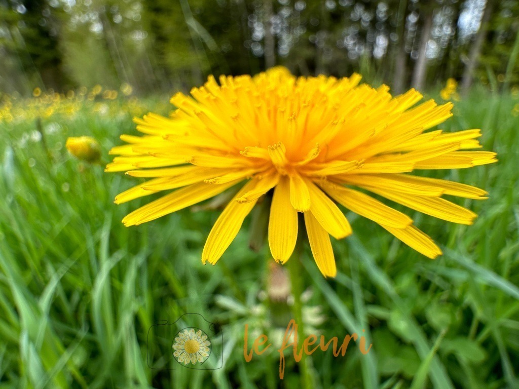 Löwenzahn | Dies ist der Shop von Florian Blum - le fleuri. Langenthal, Bern, SchweizSie können hier meine oder ihre eigenen Fotos als Fotoprodukte kaufen. Tassen, Schlüsselanhänger, Taschen etc. können Sie hier gestalten.  - Realisiert mit Pictrs.com