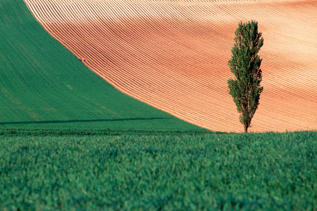 einzelner Baum im Acker | Austria: ein einzelner Baum steht im Acker. - Realisiert mit Pictrs.com