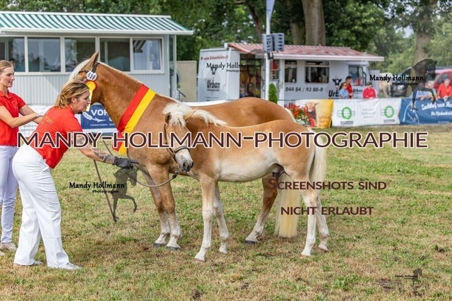 26-8-21 Haflinger Fohlen-213 | mandyhollmannphotographie