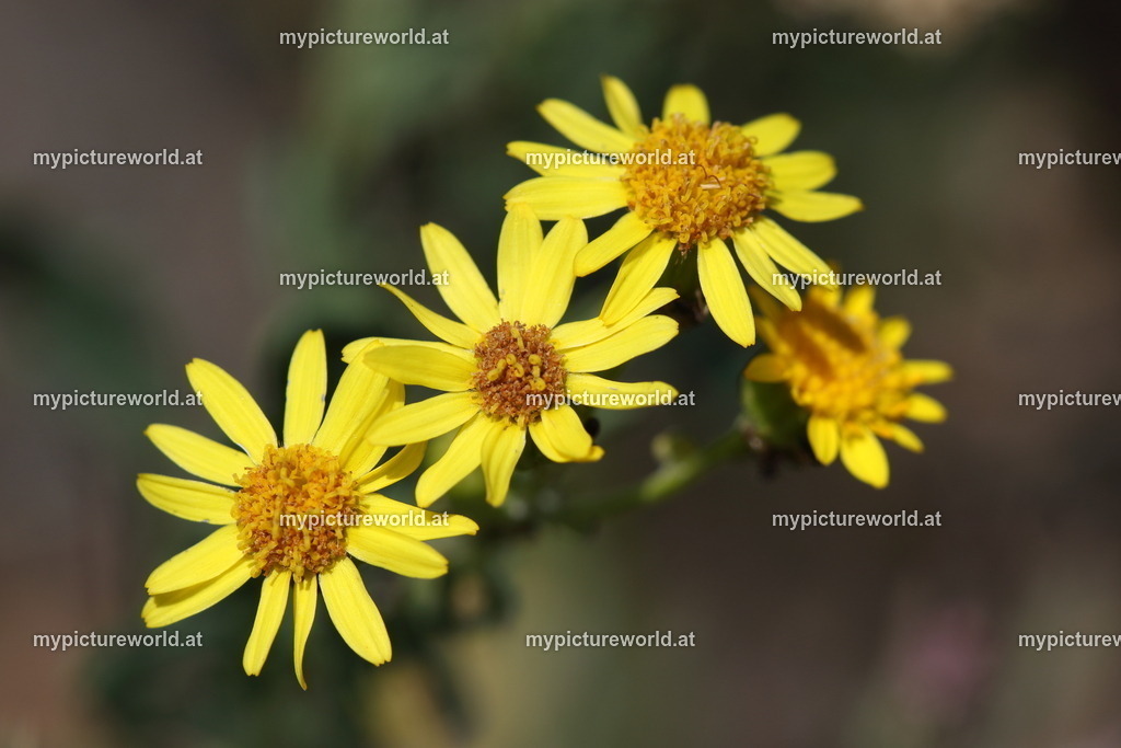 Jakobs-Greiskraut-001 | Das Bilderarchiv über Tiere, Planzen und Landschaften. In der Bilddatenbank finden Sie ein große Auswahl an hochwertigen Bilder für Ihre Werbung - Realisiert mit Pictrs.com