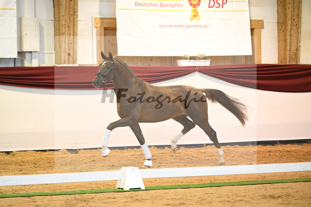 Kat-Nr. 58 v. Vivino_Gestuet Greim_66222317 | hf-fotografie - Realisiert mit Pictrs.com