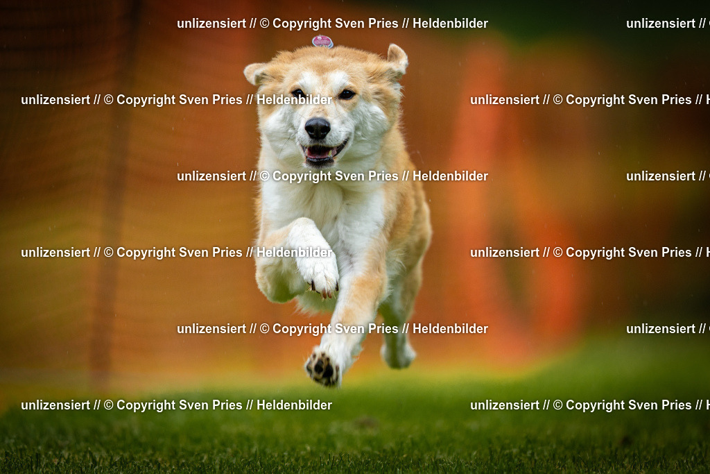 Sven Pries | 2025-09-21 - Hunderennen Baden-Oos - Realisiert mit Pictrs.com