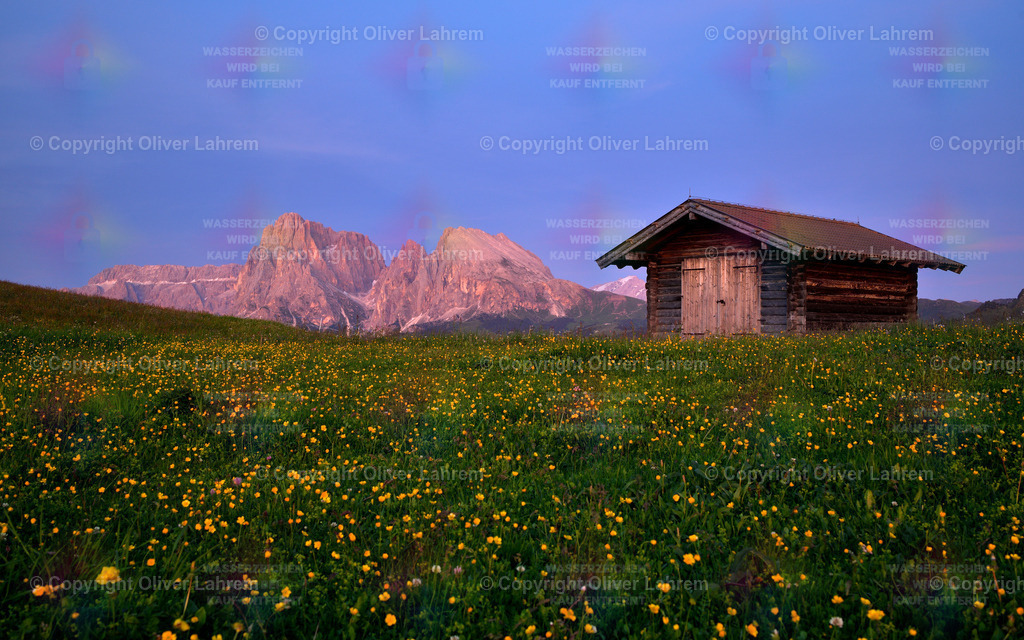 Alpenglühen auf der Seiser Alm | Das Enrosadira wie das Alpenglühen in Südtirol genannt wird leuchtet am Lang- und Plattkofel und im Vordergrund steht eine kleine Holzhütte auf einer blühenden Wiese.