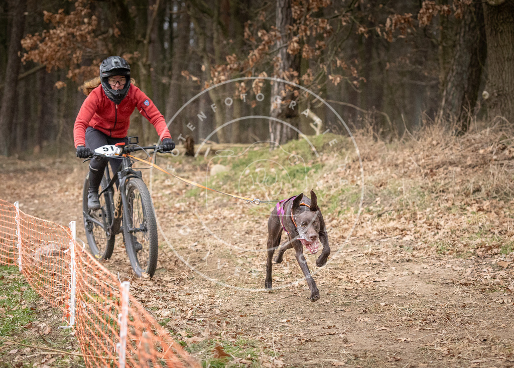 Pfotenfotografie_DV3A1402 | Hundefotografie, Tierfotograf, Pfotenfotografie, Fotoshooting Hund, Hunde Portrait, Hundesport, Hundeportraits, Heideshooting, Hunde, Sportfotograf, Hundefotograf, Turnierhundsport, THS,  - Realisiert mit Pictrs.com