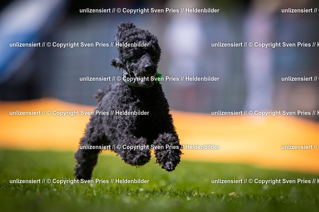 Sven Pries | 2025-08-10 - Hunderennen Durlach - Realisiert mit Pictrs.com