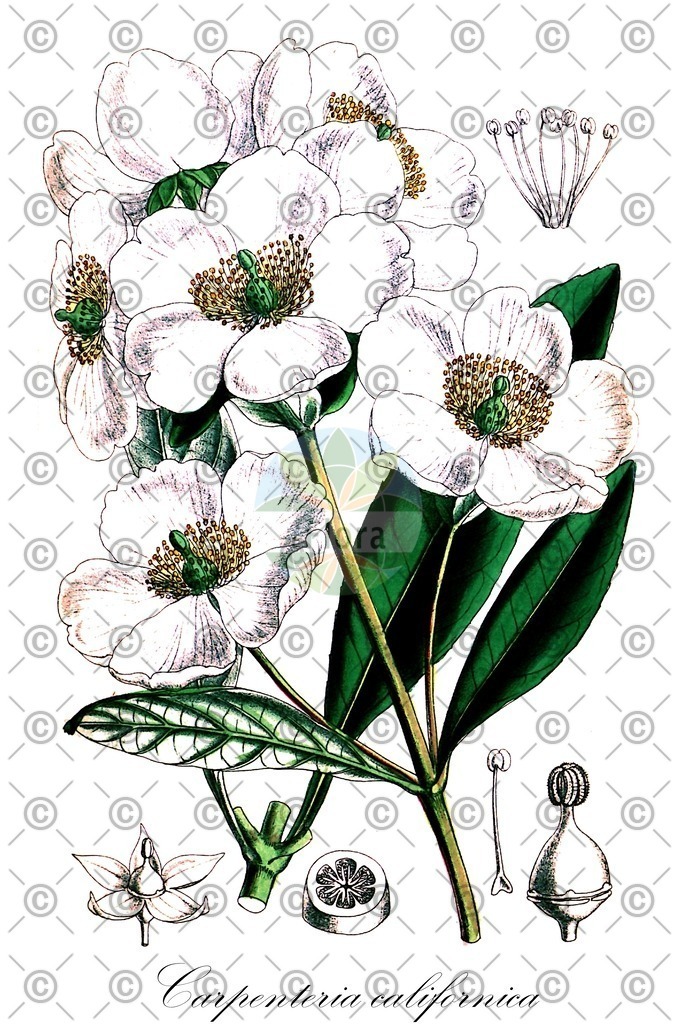 HistAbb_EMP_119275_SRC_Schlechtendal_FLORAD_SIMPLE | Historische Abbildung von Carpenteria californica - Hydrangeaceae | Historical Illustration of Carpenteria californica - Hydrangeaceae