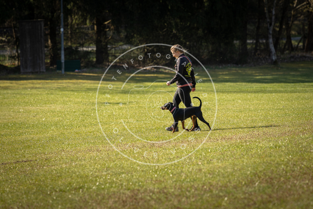 Pfotenfotografie_DV3A0279 | Hundefotografie, Tierfotograf, Pfotenfotografie, Fotoshooting Hund, Hunde Portrait, Hundesport, Hundeportraits, Heideshooting, Hunde, Sportfotograf, Hundefotograf, Turnierhundsport, THS,  - Realisiert mit Pictrs.com