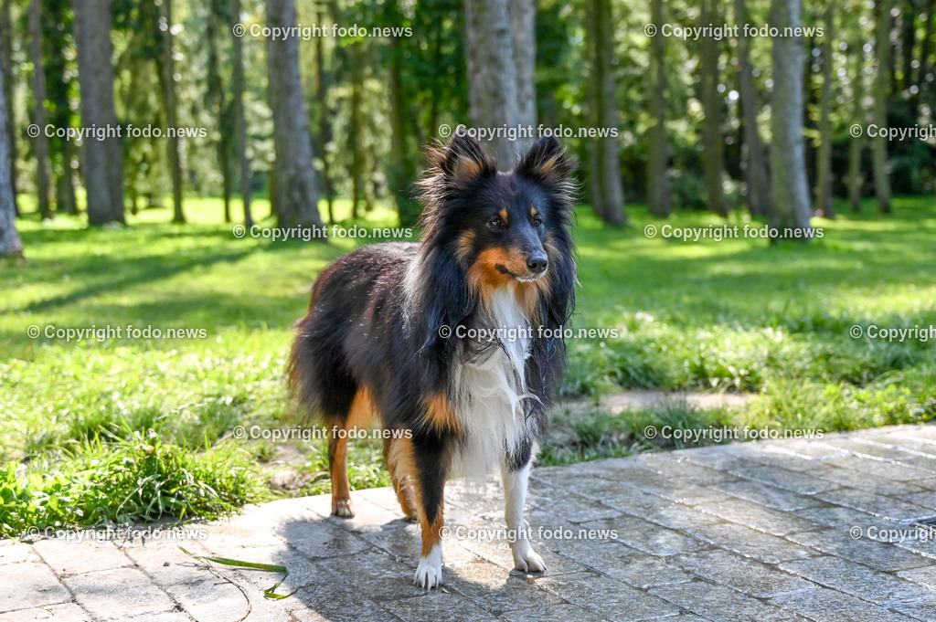 Hunde_ Arrigo und Luigi_ 12.10.2021-16 | 12.10.2021, Linz, AUT, Hund, Hunde, im Bild Hund, Hunde, spazieren, Freilaufzone, Arrigo und Luigi