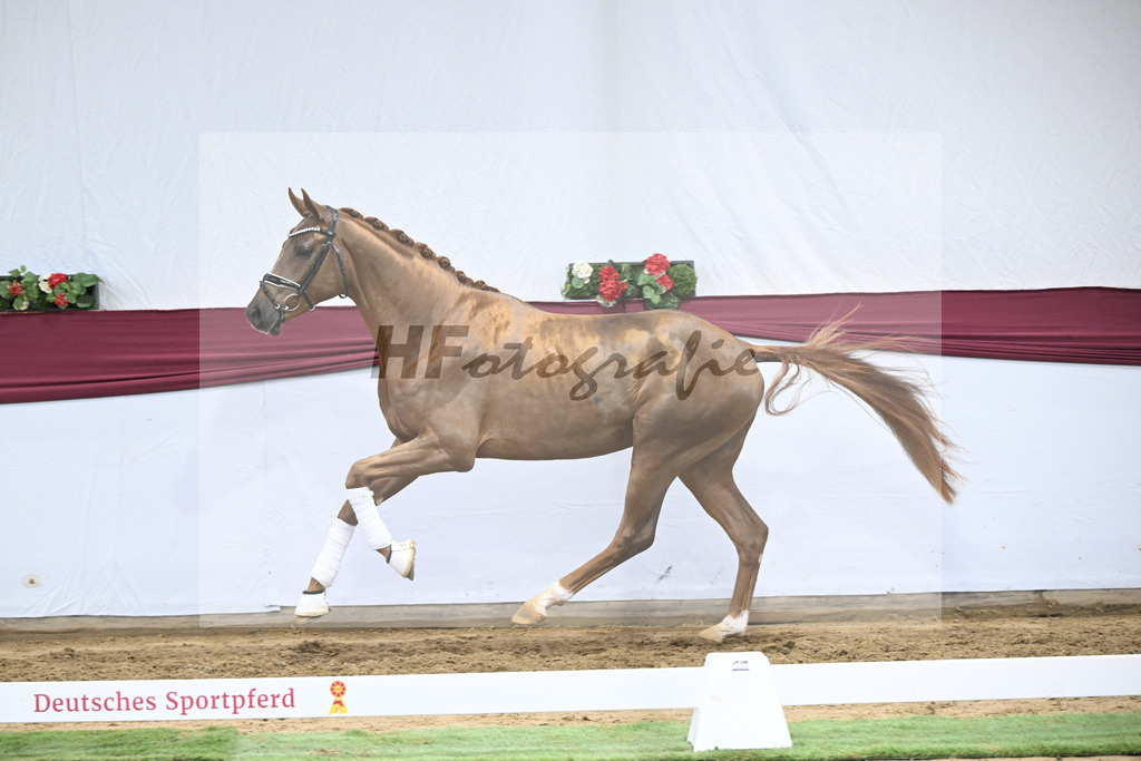 Kat-Nr. 25 Feliciano x Fuerst Romancier_Dr. Jutta Steidl_47250859 | hf-fotografie - Realisiert mit Pictrs.com