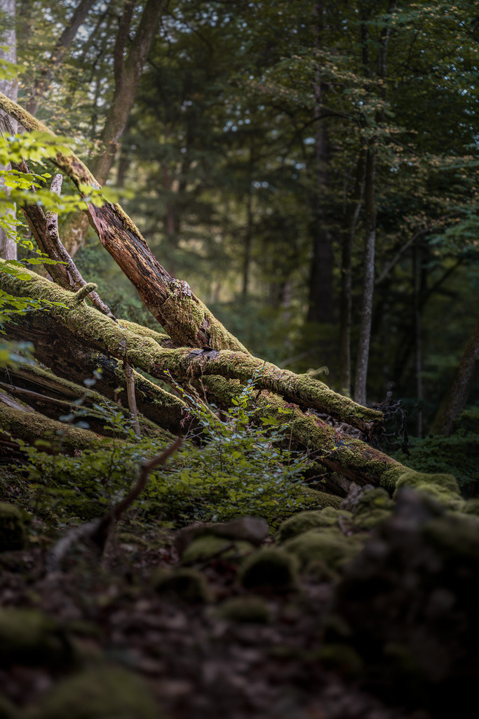 ZD250916092453-2-Bearbeitet | Fotoshop von zweidimensional Fotografie. Ihr Fotograf im Aargau. Abzüge von Ihrem Fotobox Event bestellen.Abzüge von Ihrem Hochzeit bestellen.Abzüge von Ihrem Schulfotograf bestellen.