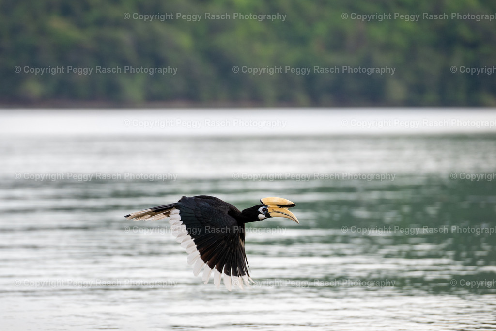Thailand_Hornbills_2025 (28) | PeggyRaschPhotography - Realisiert mit Pictrs.com