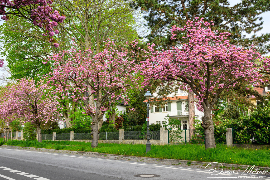 DSC_9423 | Fotografien, Fotos und Bilder aus Mainz, Frankfurt, Wiesbaden und anderen Orten auf der Welt - Fotografiert von Darius Metzner