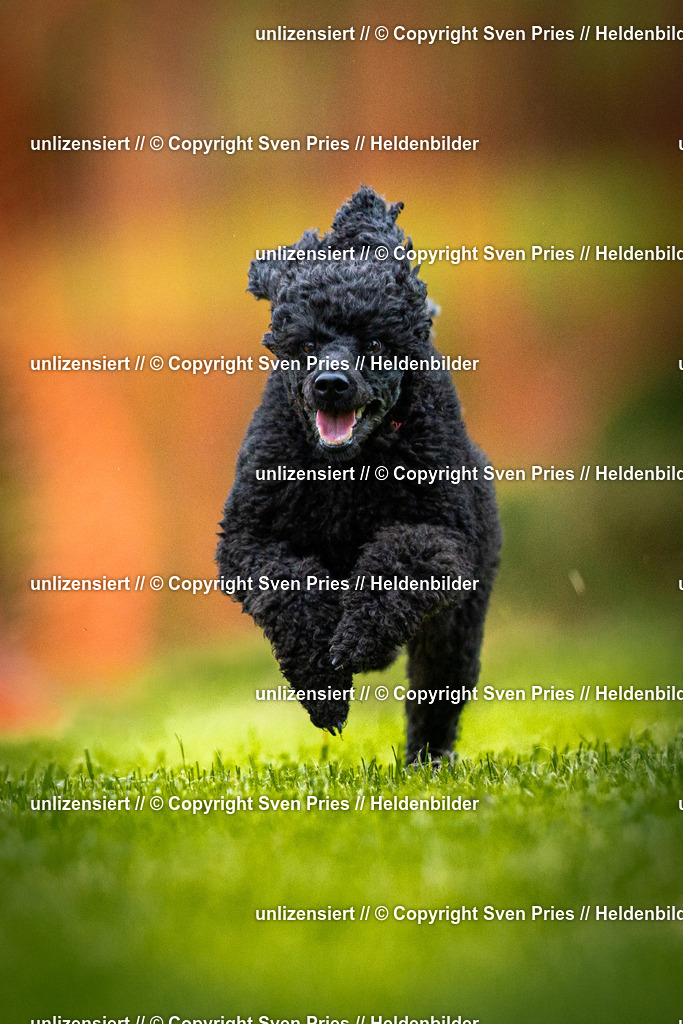 Sven Pries | 2025-09-21 - Hunderennen Baden-Oos - Realisiert mit Pictrs.com